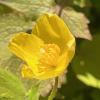Stylophorum (Chelidonium) sutchuense